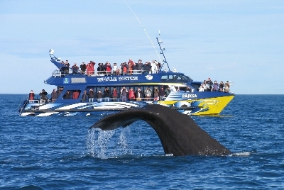 Kaikoura Whale Watch